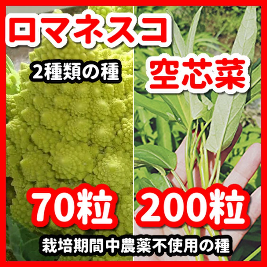 ロマネスコ&空芯菜の種【2種類セット】★令和6年産★栽培期間中農薬不使用の種拍卖