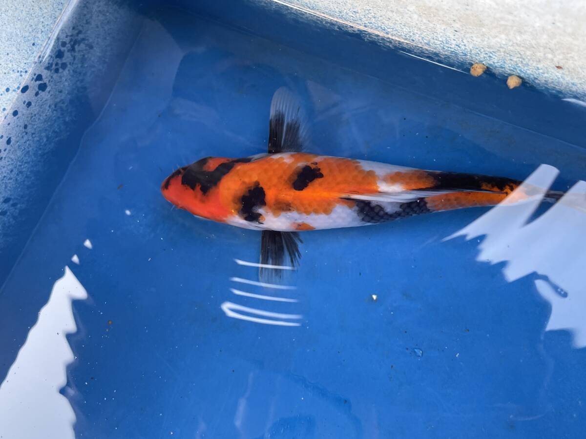 ★特選当歳★令和6年産 大日系の面割れのいい綺麗な段模様で墨のいい昭和16cm程度拍卖