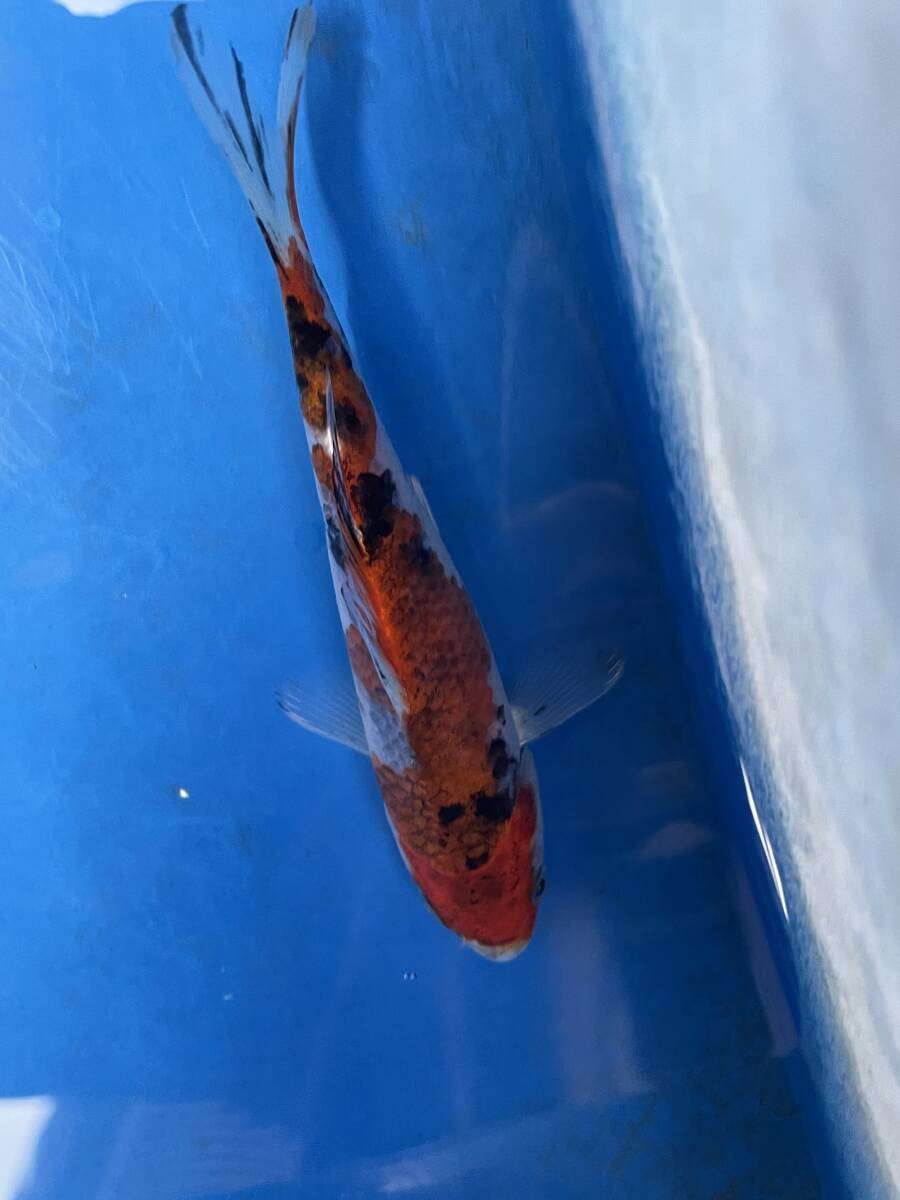 ★特選当歳★令和6年産 綺麗な模様の三色13cm程度拍卖