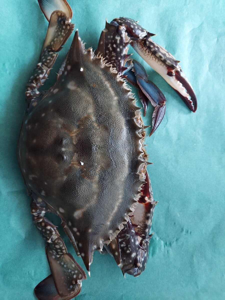 巨大めす渡りがに700g1匹3000円即決拍卖