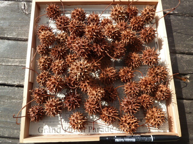 ◎モミジバフウの実 60個 アメリカフウ アンバーバーム 稚エビの隠れ家 綺麗♪拍卖