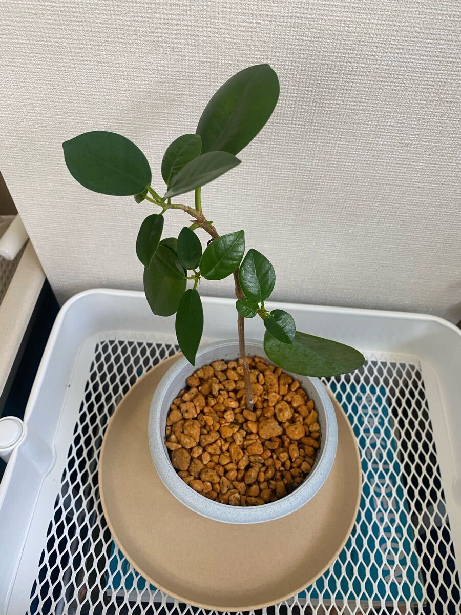 パンダガジュマル 小苗拍卖