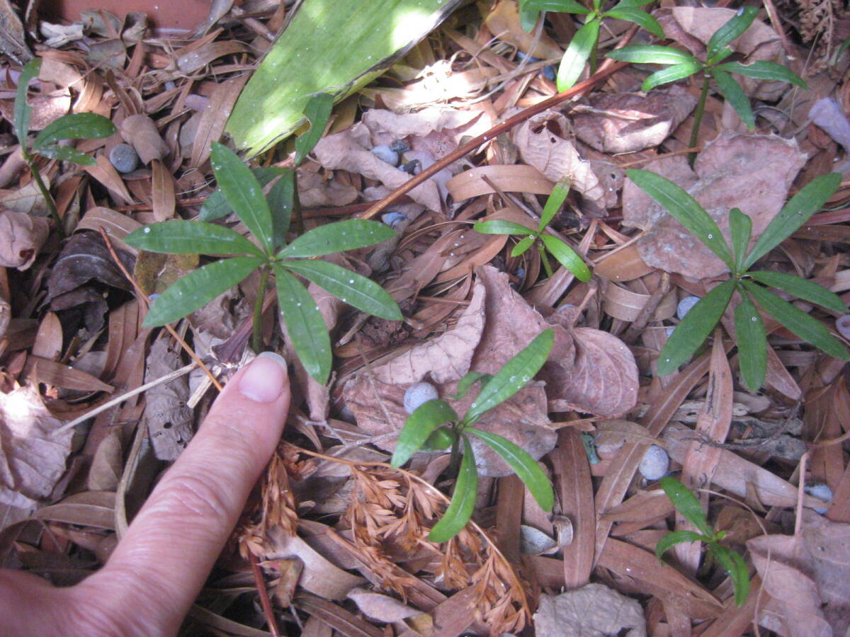 即決中★マキ苗1本拍卖