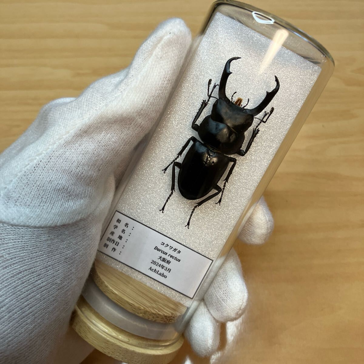 【昆虫標本】コクワガタ ガラスケース入り拍卖