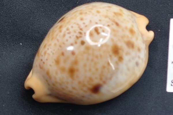 0383『アサヤケダカラ 』『 HIRO Shellfish museum large release!!』 拍卖