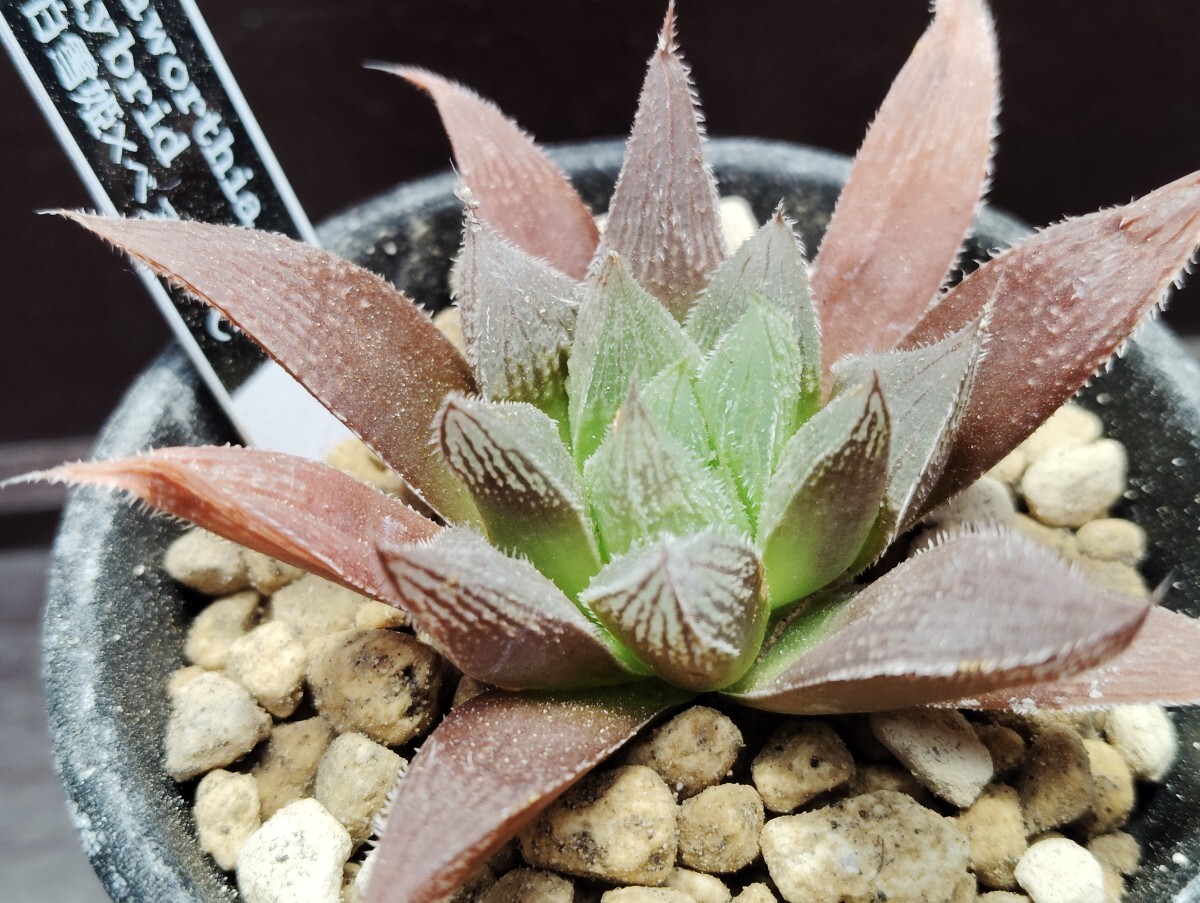 【即決】'Haworthia hybrid 白雪姫 × べヌスタC 2【送料無料】拍卖