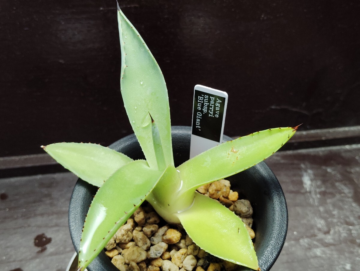 'Agave parryi subsp. `Blue Giant`実生株【送料無料】拍卖