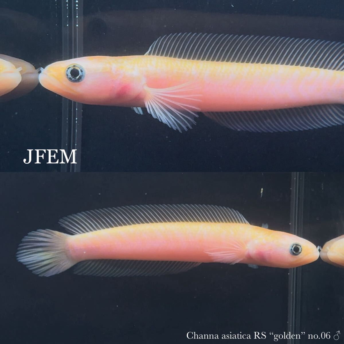 レッドストライプコウタイ “ゴールデン”Channa asiatica RS “golden” / コウタイ /ジェフェム JFEM no.06♂拍卖