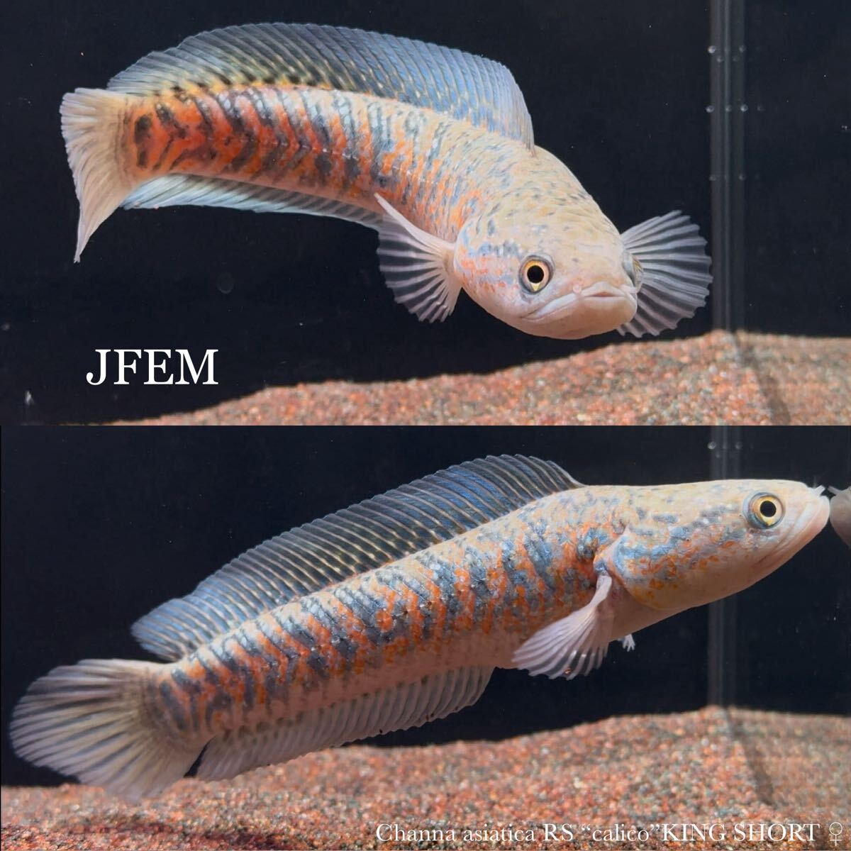 キングショートレッドストライプコウタイ”キャリコ”Channa asiatica RS “calico” KING SHORT / コウタイ /ジェフェム JFEM ♀拍卖