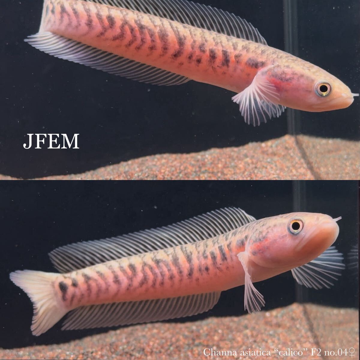 レッドストライプコウタイ “キャリコ” F2 Channa asiatica RS “calico” F2 / コウタイ /ジェフェム JFEM no.04♀拍卖