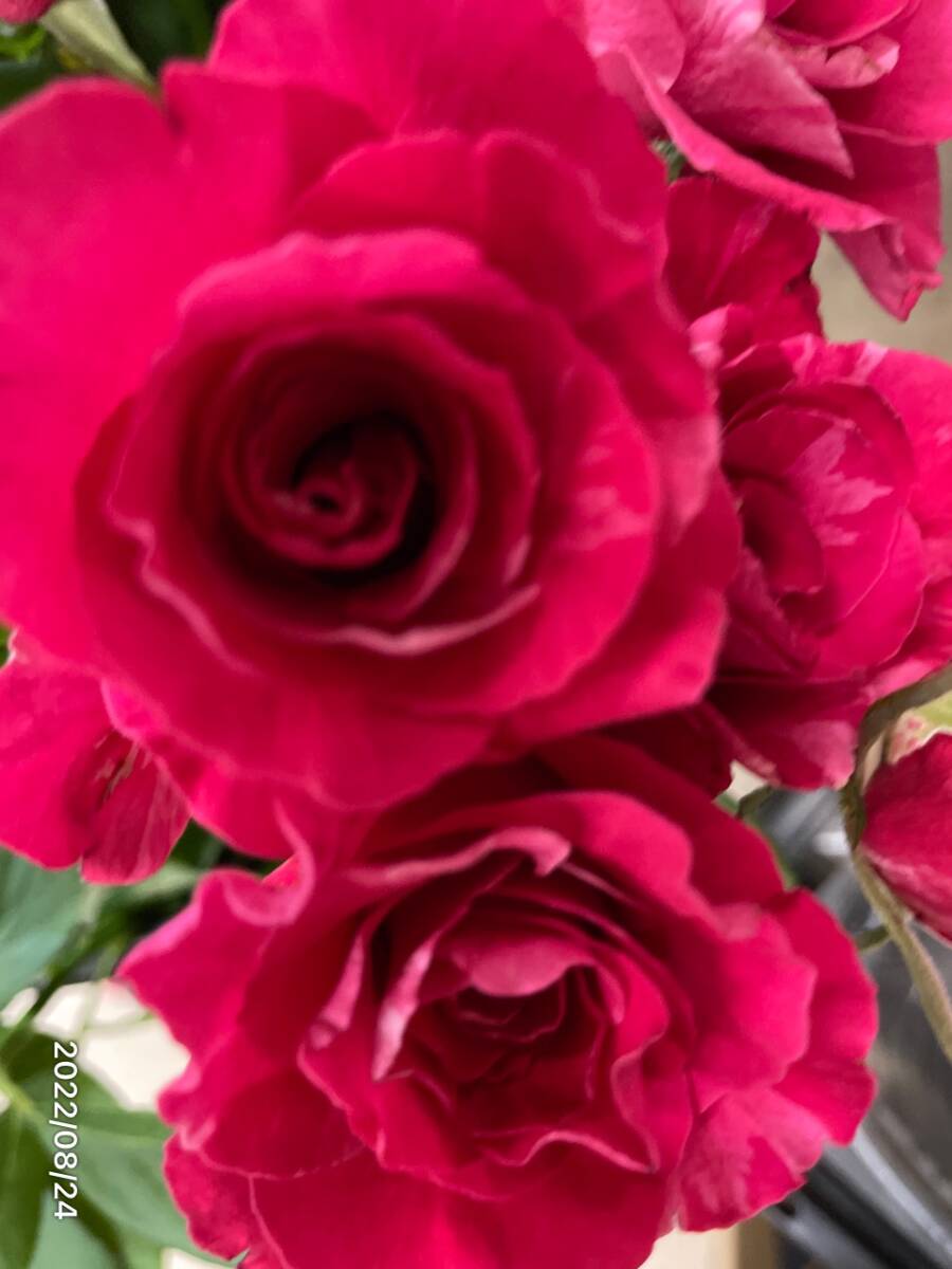 切り花 B3R3Z3A1A2 深紅の四季咲き大輪花保ちは良好★挿し木苗拍卖