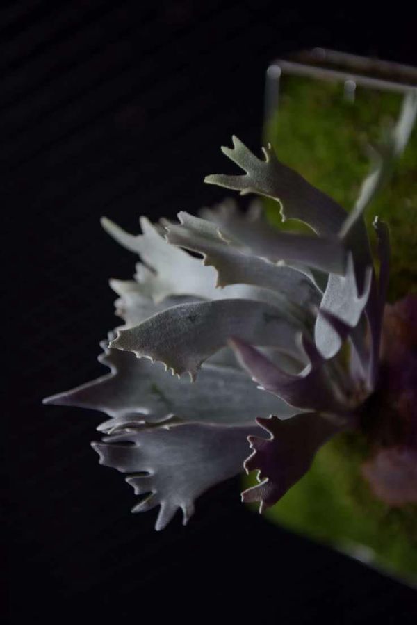 【Frontier Plants】【現品】ビカクシダ・シュプール オリジナルクローン Platycerium Spur OC ビカクシダ拍卖