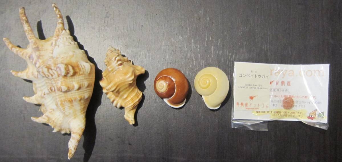 (0-141)貝殻 5つ (コンペイトウガイあり)拍卖