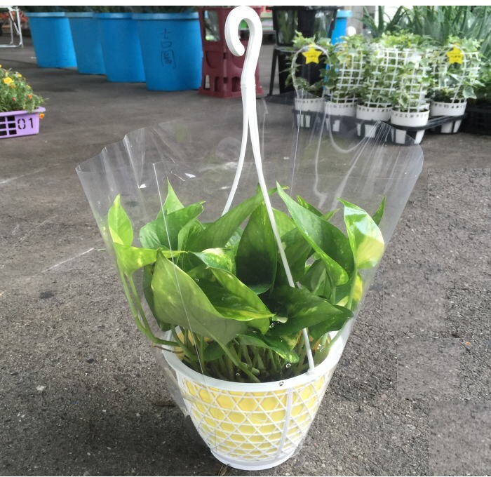 ポトス(吊り5寸)1箱8鉢入りの販売です。(最低発注単位1箱)拍卖