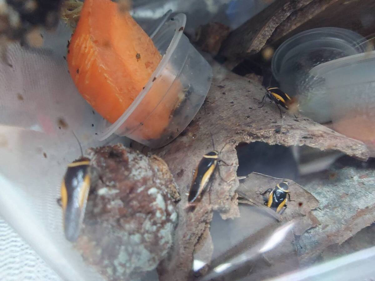 10匹セット Hemithyrsocera vittata ゴキブリ ローチ 奇蟲拍卖