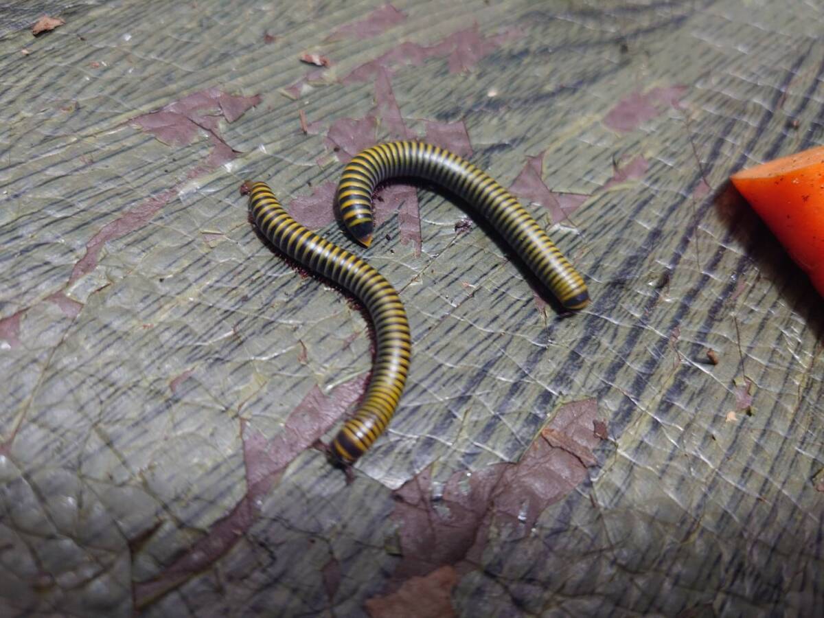 10匹+1匹Anadenobolus monilicornisヤスデ拍卖