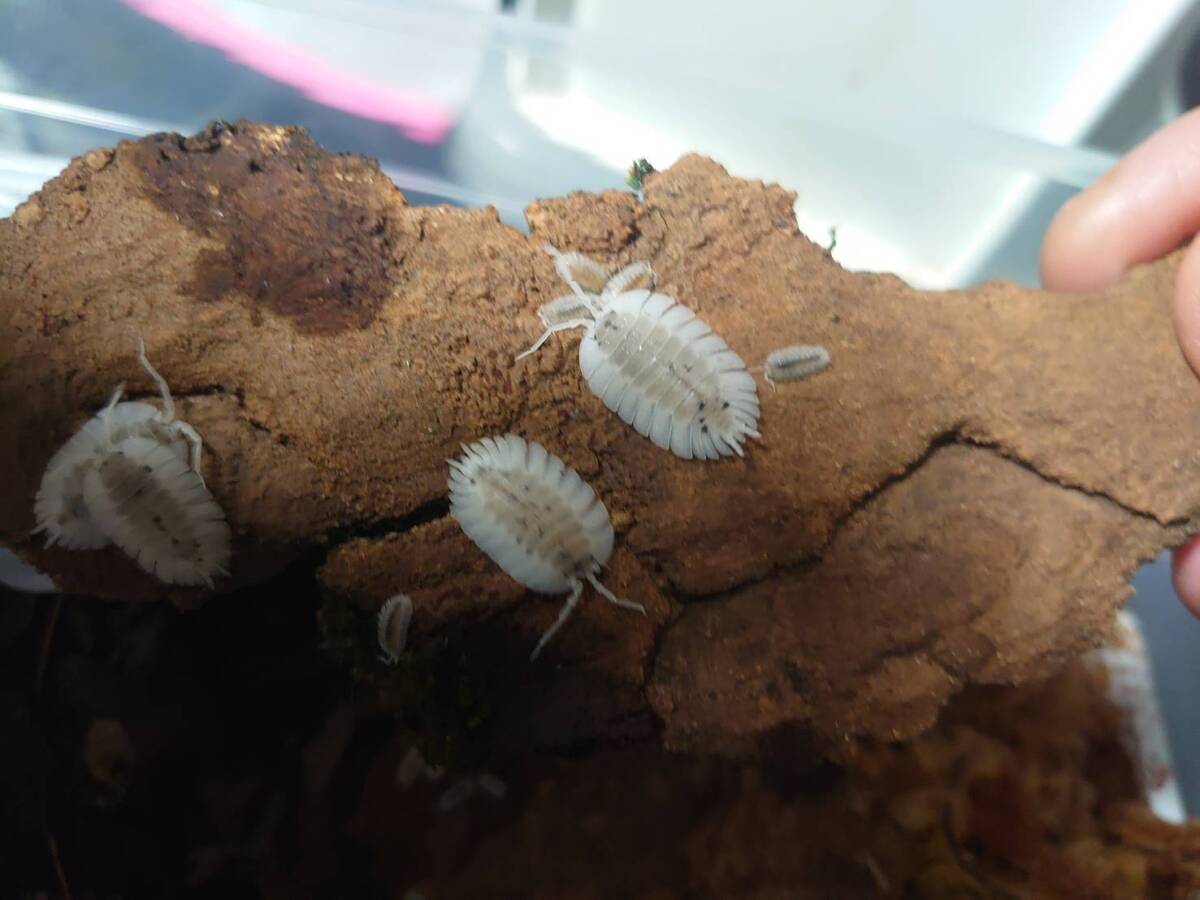 白変!激レア5匹+1匹 ワーネリーオオワラジムシ porcelliowerneri ダンゴムシ ワラジムシ拍卖