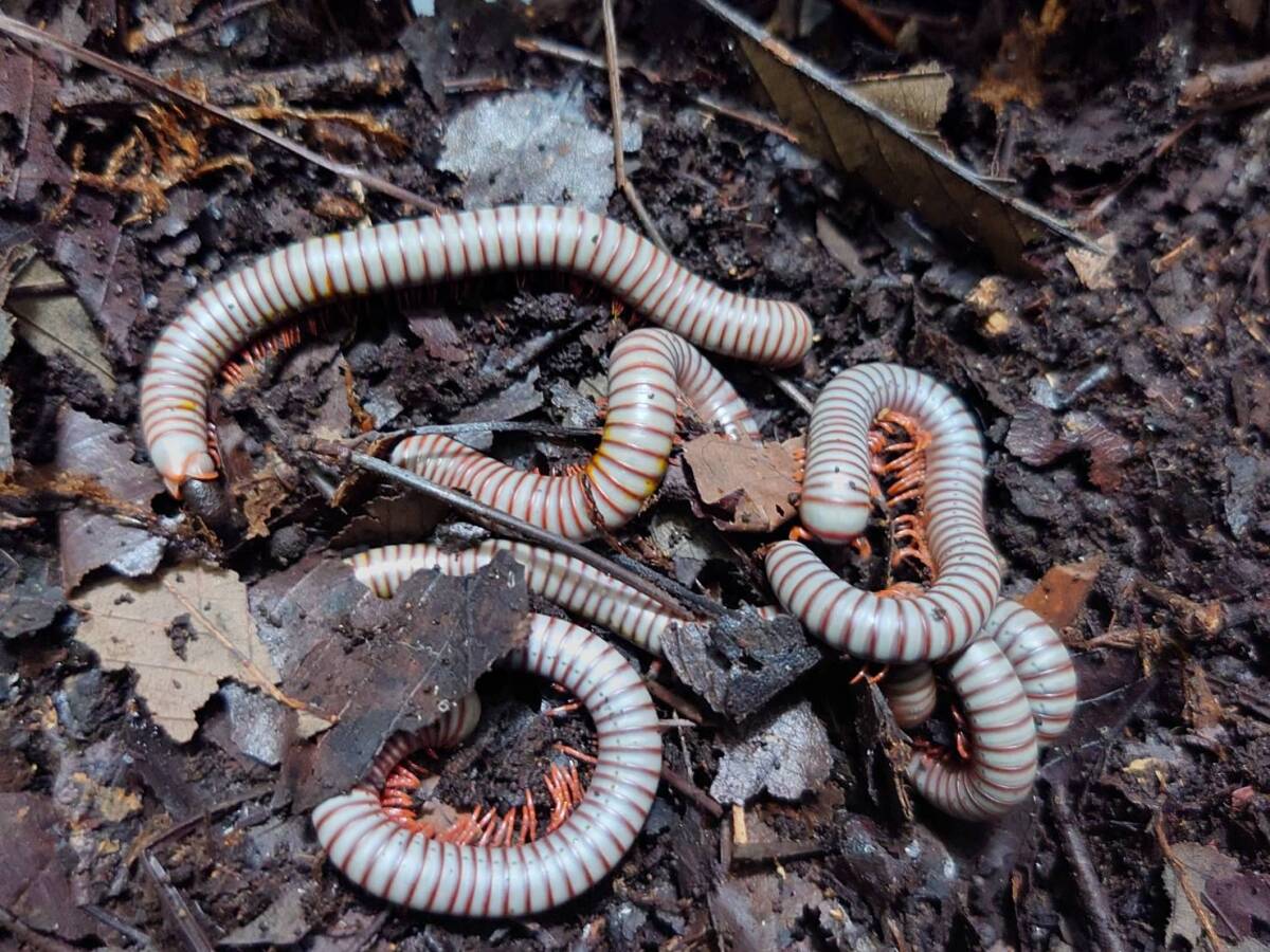 10匹セットTonkinbolus caudulanusヤスデⅠ-⑨拍卖