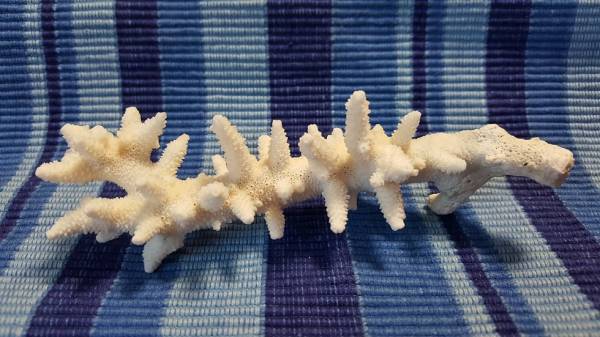 **珊瑚★さんご★サンゴ★アクアリウム★拍卖