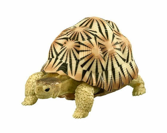 いきもの大図鑑 かめ 02 ホウシャガメ (白) リアル 可動 フィギュア 亀 リクガメ 新品拍卖