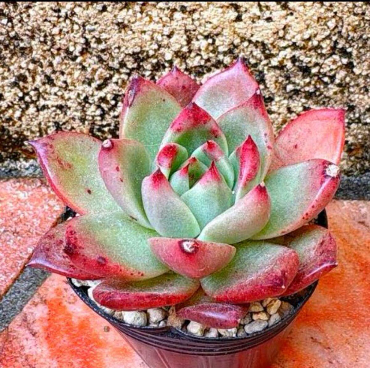 多肉植物 コロラータ×パープルエボニー あ拍卖