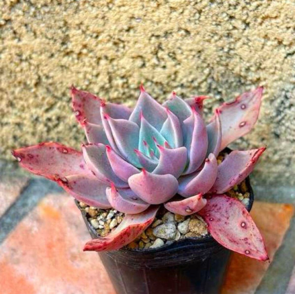 多肉植物 ビューティーリリー拍卖