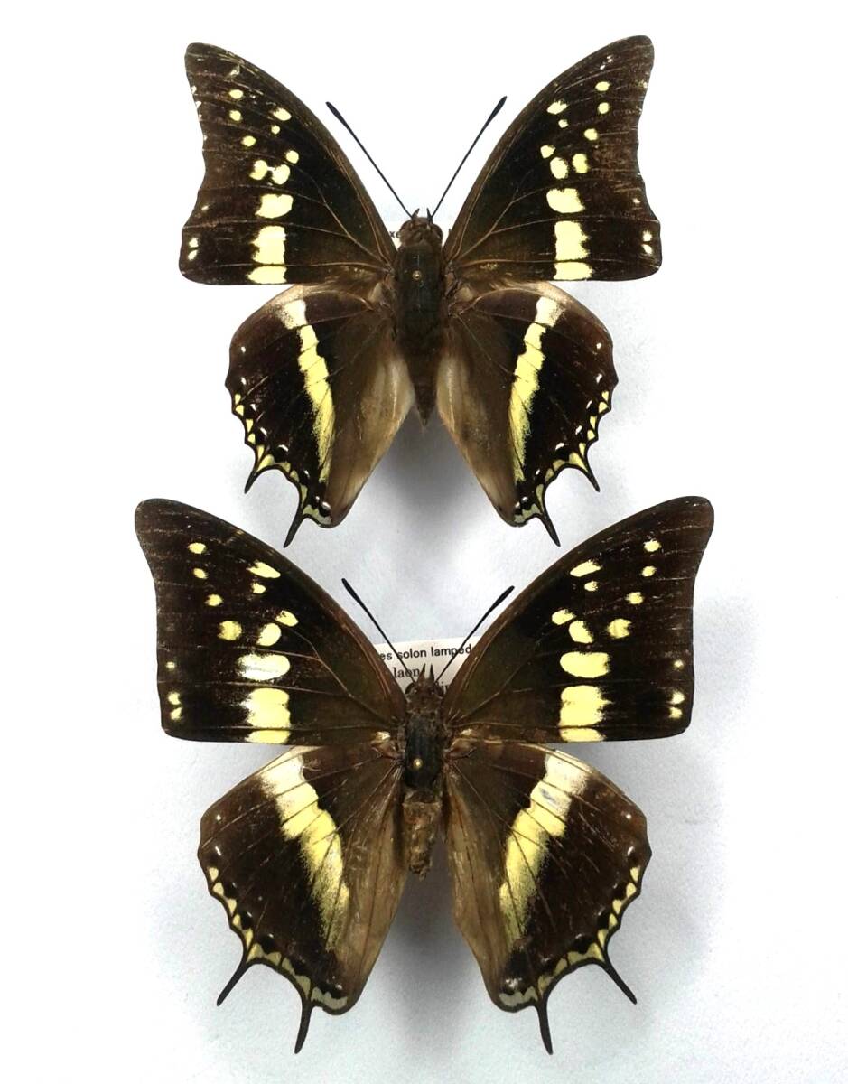 蝶 標本 ソロンフタオ solon ♂♀ Negros Is.拍卖