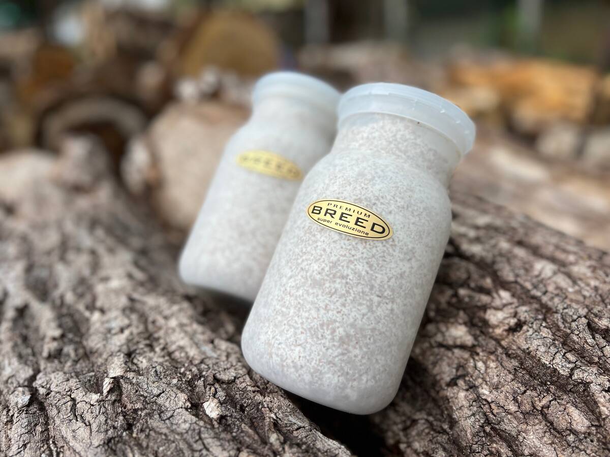 BREED《プレムアム》菌糸ビン 1100ml 1本【2次発菌/最高品質】増し詰め(ブリード 菌糸瓶 菌床)希望本数購入可能拍卖