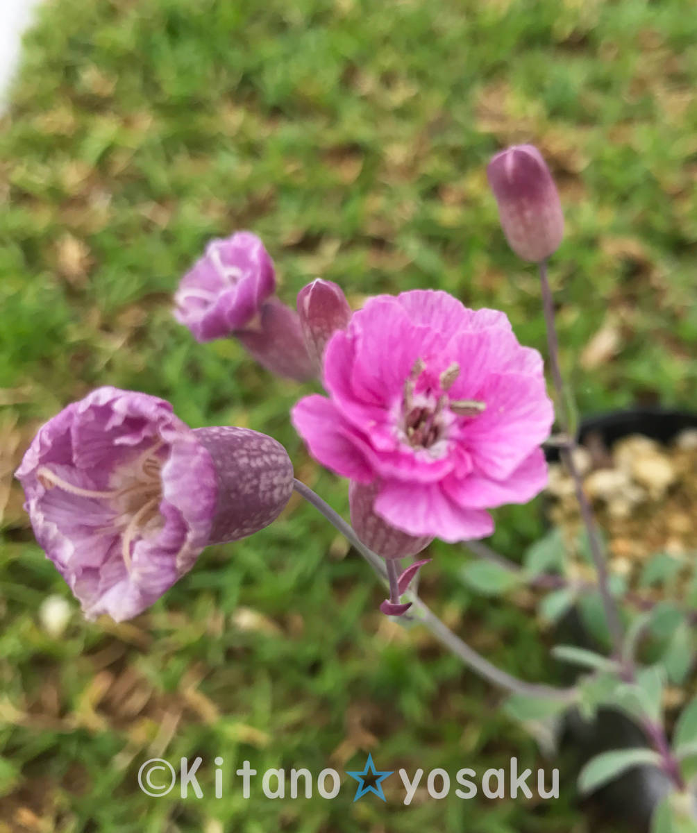 布袋マンテマ(ホテイ)●ナデシコ科 ☆3寸(9.0cm)ポリポット栽培 ☆開花時期5月~ 拍卖