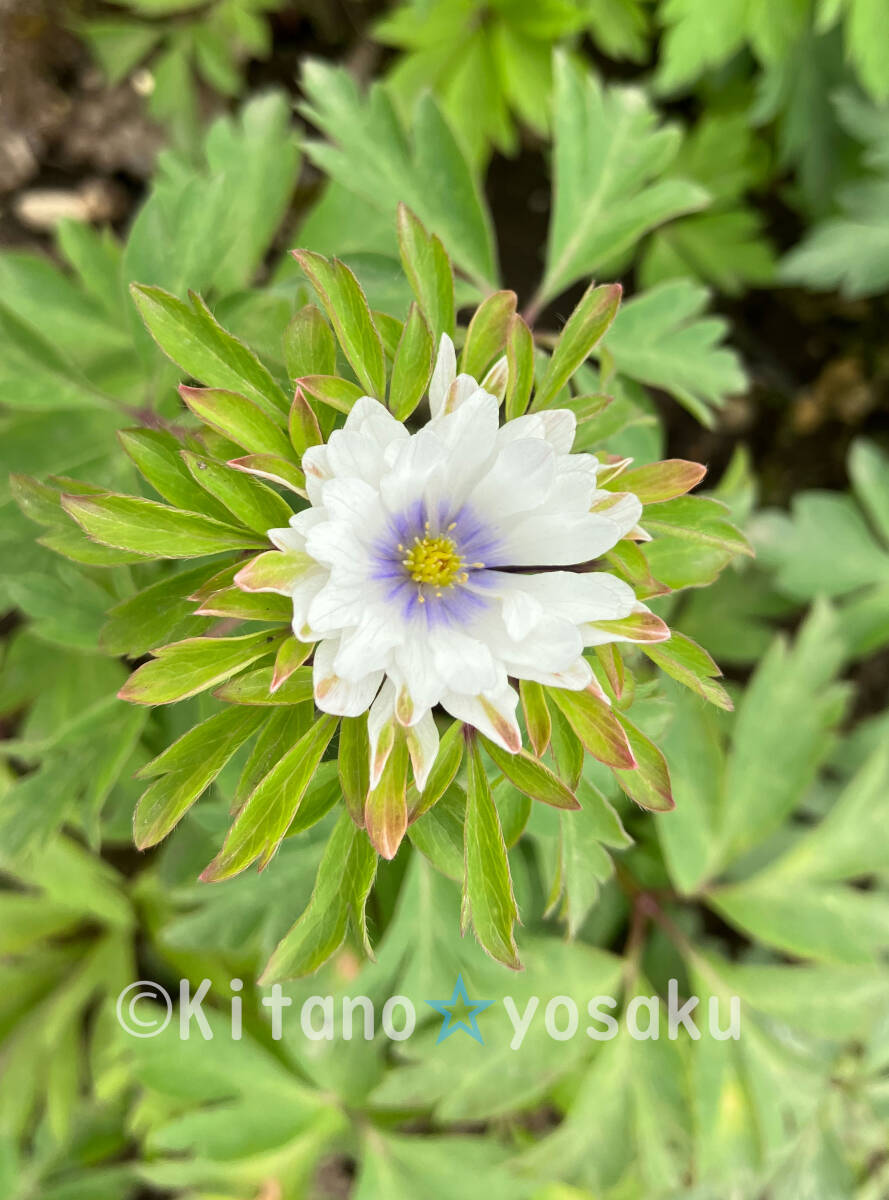 春起こし(ハルオコシ)◇キンポウゲ科 3寸ポリポット栽培 ◇開花時期5月~拍卖