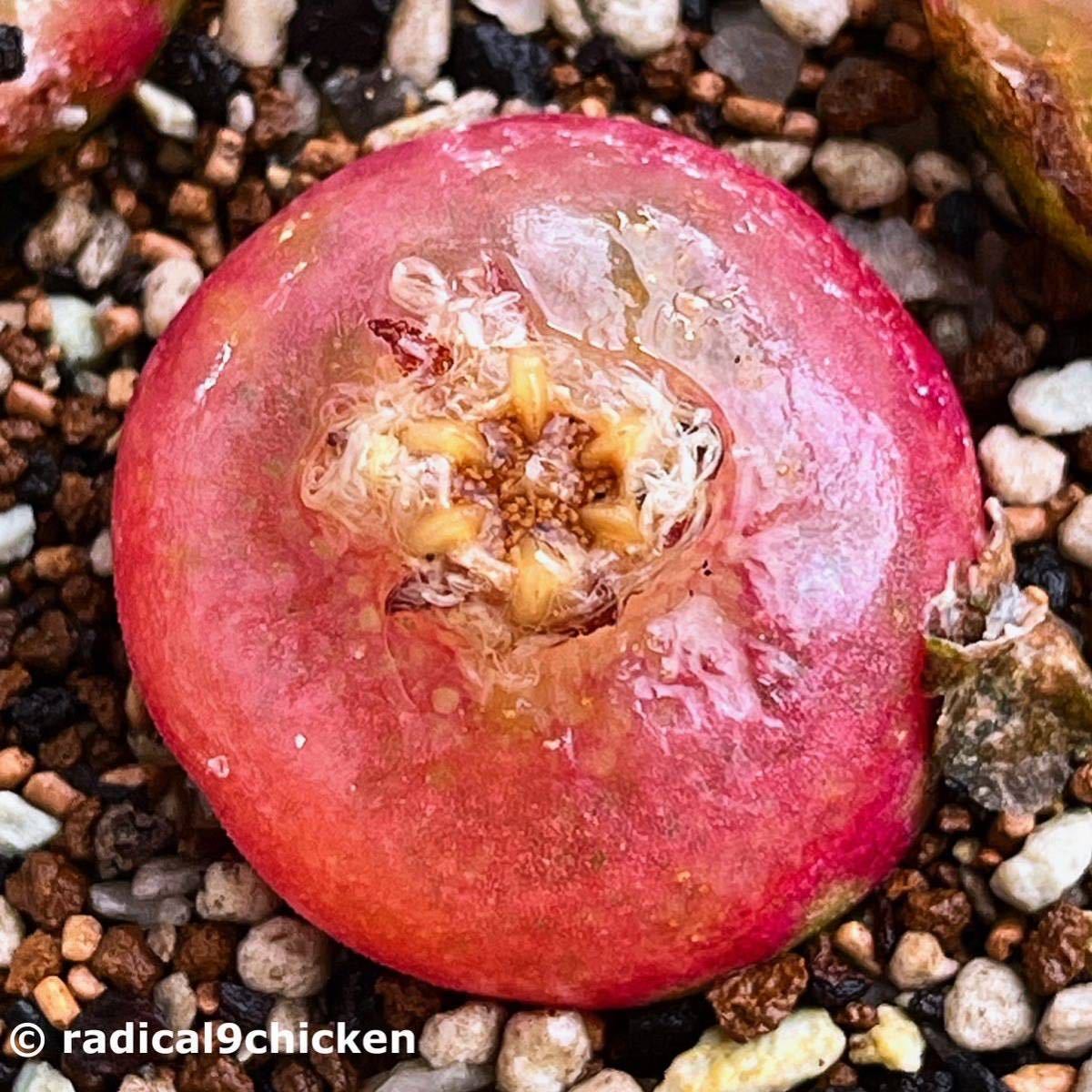 自家採種*コノフィツム・ブルゲリ 種子10粒*多肉植物拍卖
