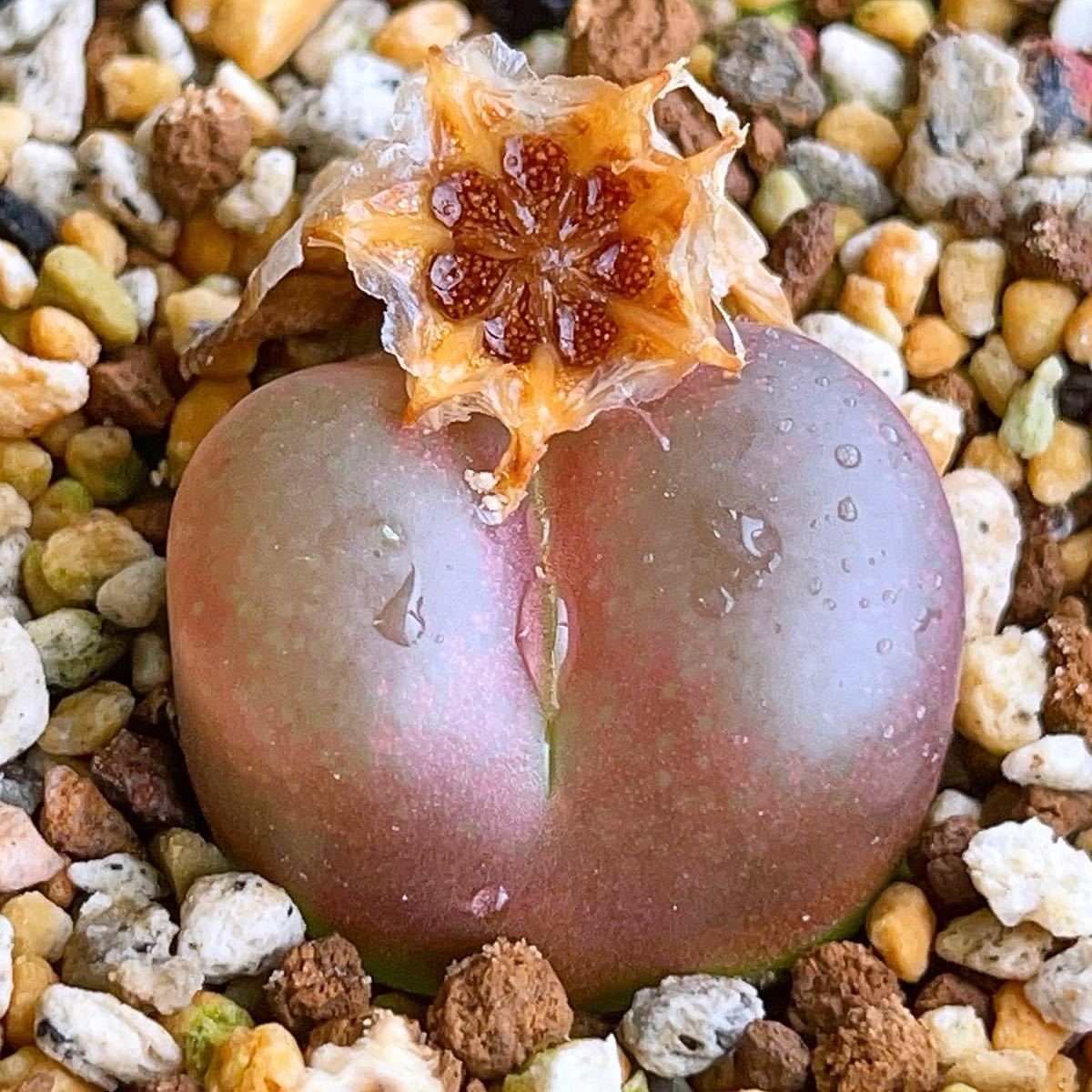 自家採種*コノフィツム・マウガニー 1804 種子10粒*多肉植物拍卖