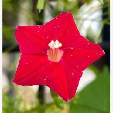 『星型ルコウソウ』 るこう草の種子 赤 蔓性 朝顔 縷紅草 星形ルコウソウの種 星形縷紅草拍卖