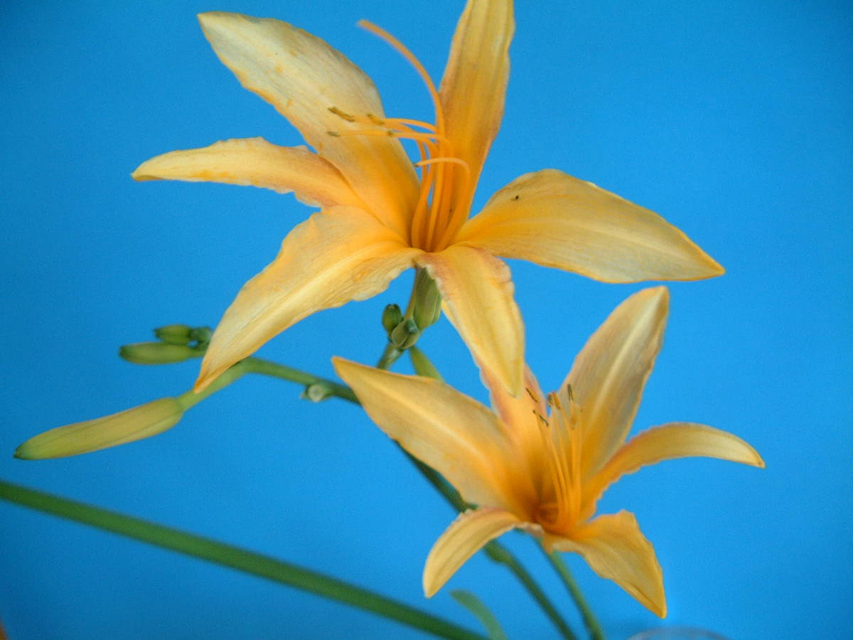 ●山野草 ノカンゾウ ユリ科 小1本● 拍卖