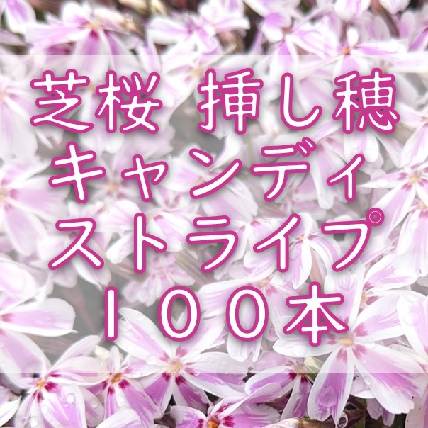 芝桜 挿し穂用カット苗 100本 6~8cm キャンディストライプ ピンク◆シバザクラ 耐寒性宿根草 常緑 グランドカバー 園芸 挿し木拍卖