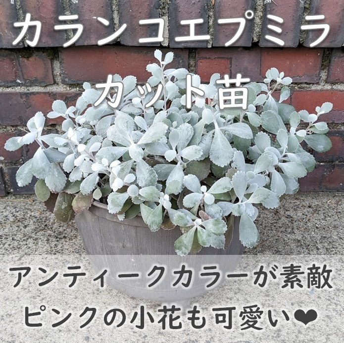 カランコエ プミラ 白銀の舞 カット苗3本 シルバーリーフ ピンクの可愛い小花が咲きます 多肉植物 挿し木 挿し穂 園芸 拍卖