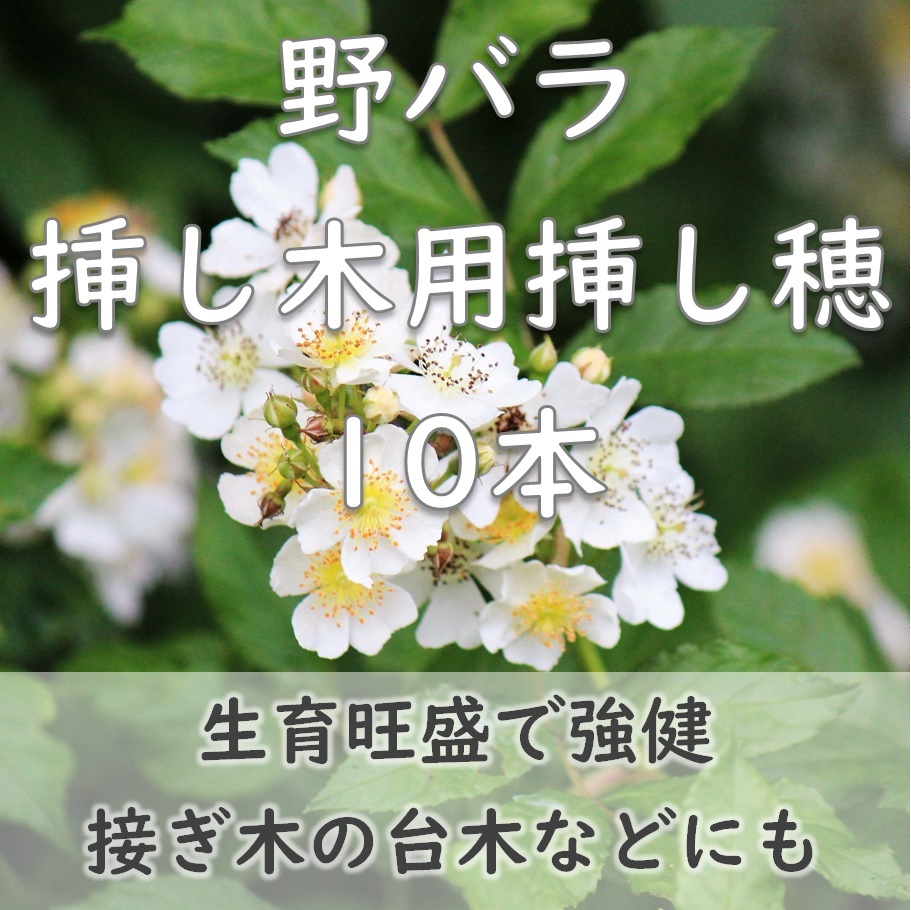 送料無料◆野ばら 挿し木用 挿し穂10本 半ツル性 一重咲き 白い薔薇 ローズ ノイバラ ノバラ ガーデニング 園芸拍卖