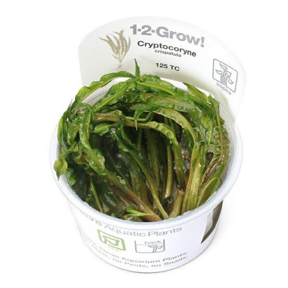 【アクアリウムのある暮らし】(水草) クリプトコリネ クリスパトゥラ 組織培養1-2-GROW! (無農薬)(1カップ)サンプル画像拍卖