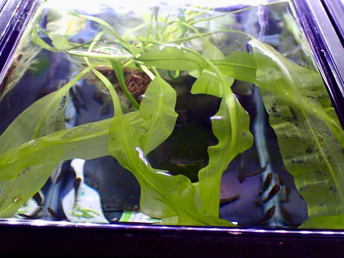 【アクアリウムのある暮らし】(水草)アポノゲトン ウルバケウス 1株 サンプル画像 熱帯魚 レースプラント拍卖