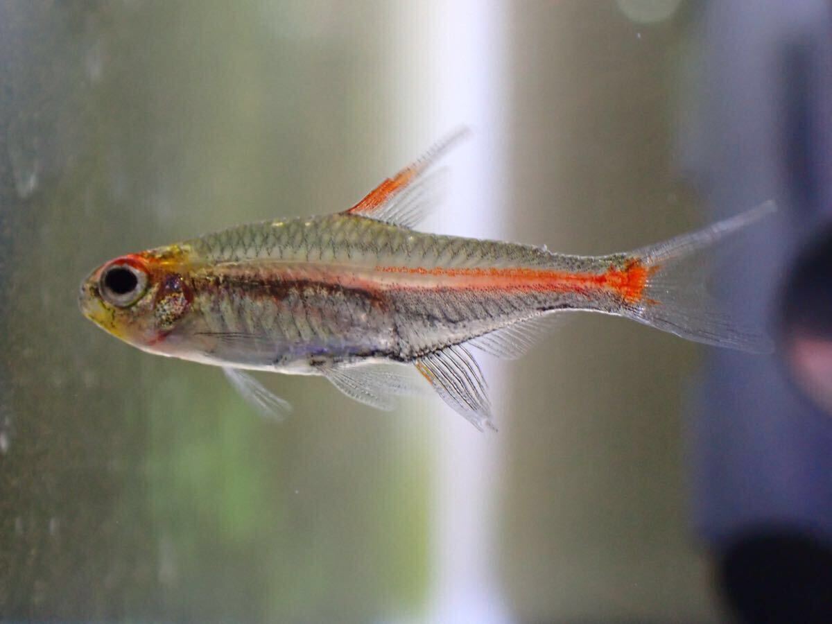 【アクアリウムのある暮らし】(淡水魚) グローライトテトラ 5匹 サンプル画像 熱帯魚 小型魚 水草拍卖
