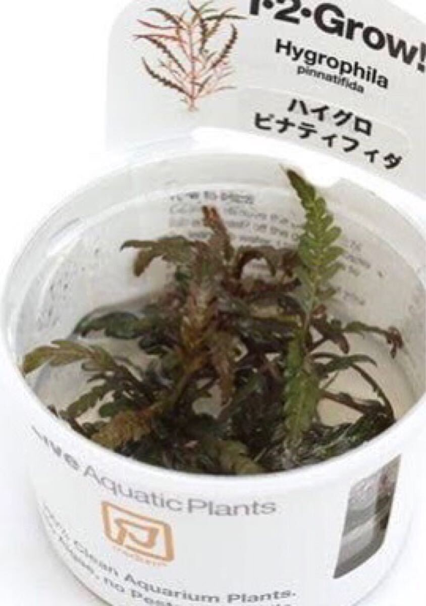 【アクアリウムのある暮らし】(水草) ハイグロフィラ ピンナティフィダ 組織培養1-2-GROW! (無農薬)(1カップ)サンプル画像拍卖
