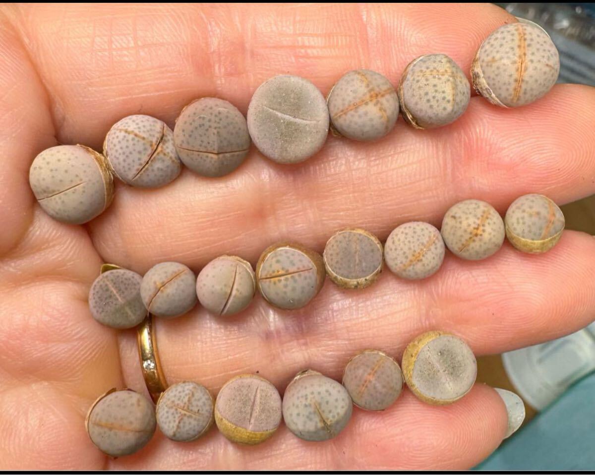 希少苗 多肉植物 リトープス 白幻玉 ランダムミニ苗20苗拍卖