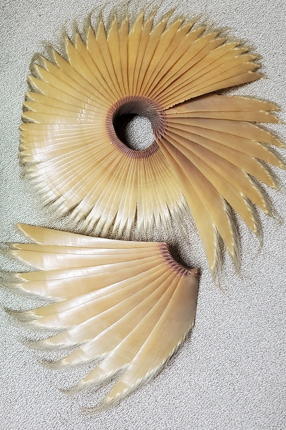 【あっ!】レア ナガスクジラやミンククジラ ひげ 鯨工芸品 アンティーク 稀少拍卖