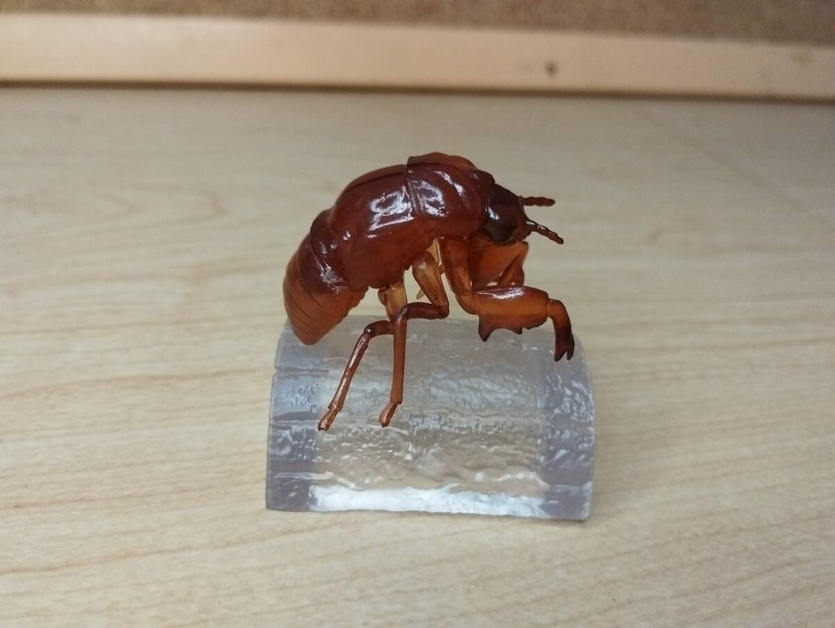 【中古品】セミ 抜け殻 カードスタンド デスクトップフィギュア 一番くじ 昆虫 LIFE with INSECT E賞 アブラゼミ 幼虫。拍卖