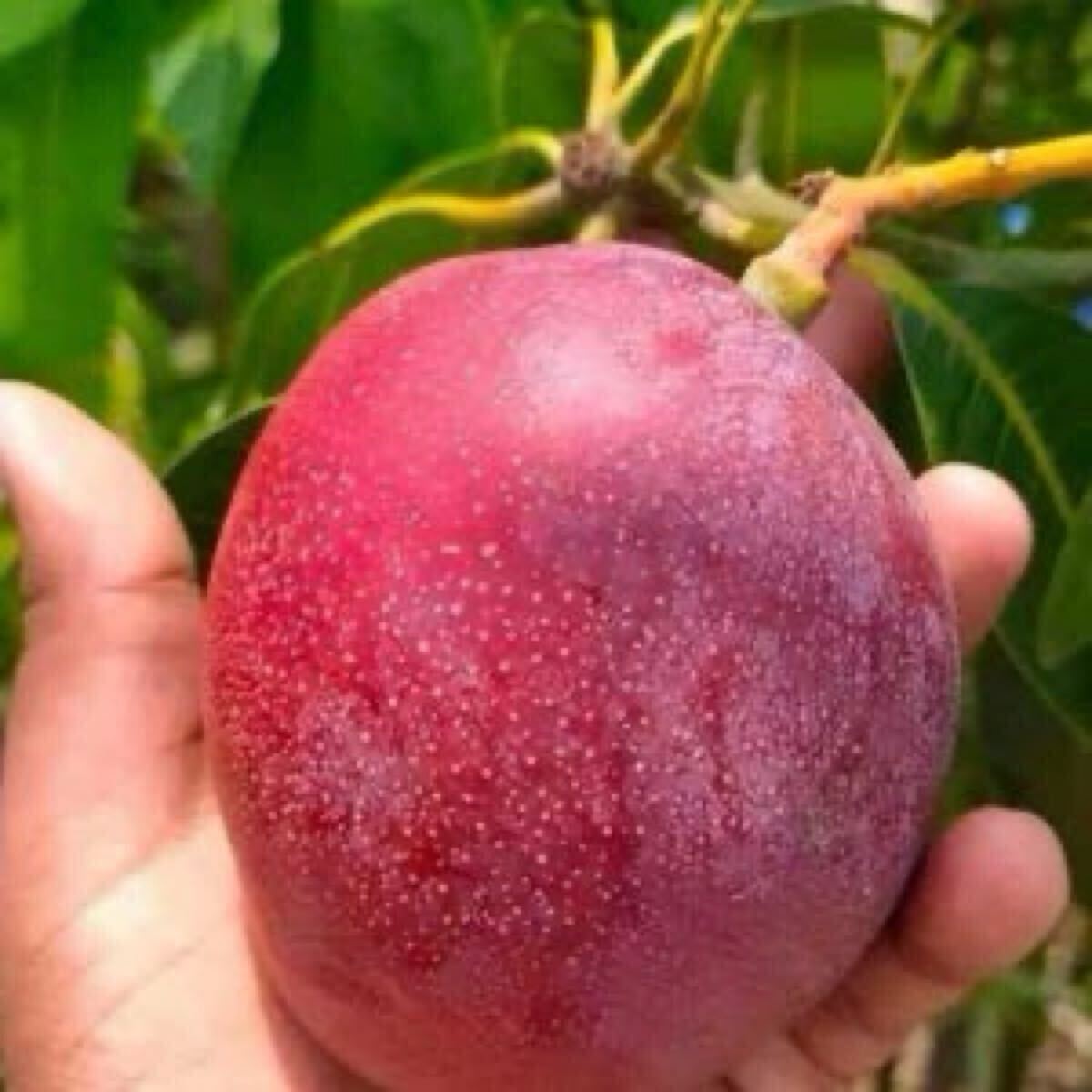 レッドキーツマンゴー RedKeitt Mango 紅凱特 80センチ以下中苗 ランダム1鉢 アメリカ・フロリダ原産 赤いキーツマンゴーです。拍卖