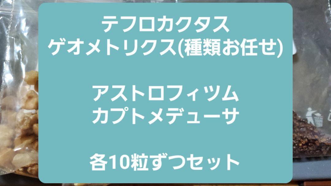 テフロカクタス ゲオメトリクスとカプトメデューサ 種子10粒ずつセット拍卖