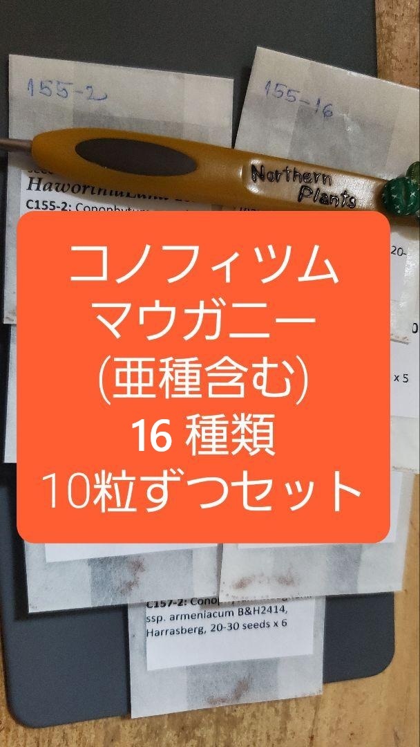 コノフィツム マウガニー 種子16種類 10粒ずつセット拍卖