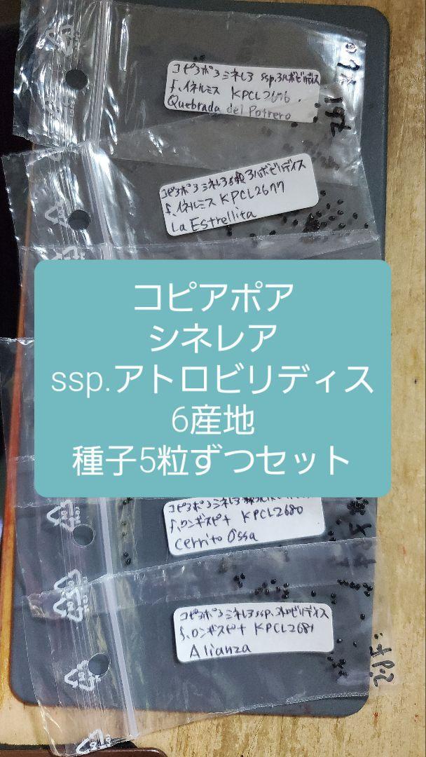 コピアポア シネレア ssp.アルボビリディス 6産地 5粒ずつセット拍卖