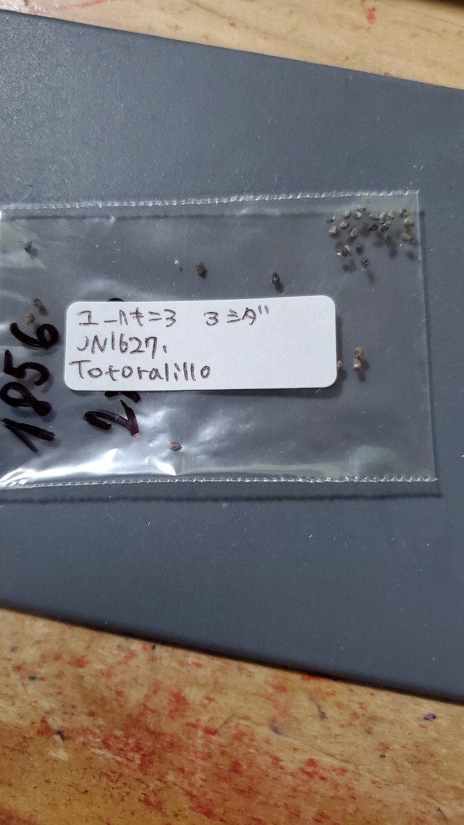 ユーリキニア アシダ JN1627 種子10粒拍卖
