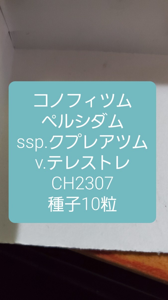 コノフィツム ペルシダム ssp.クプレアツム v.テレストレ CH2307 種子10粒拍卖